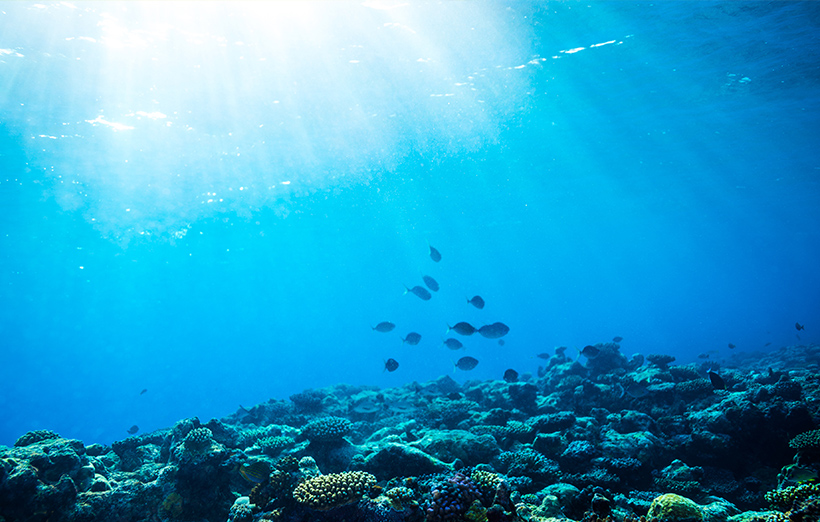 地球上の酸素の5分の1を生み出す、海洋性珪藻類の特殊な光合成メカニズムに迫る